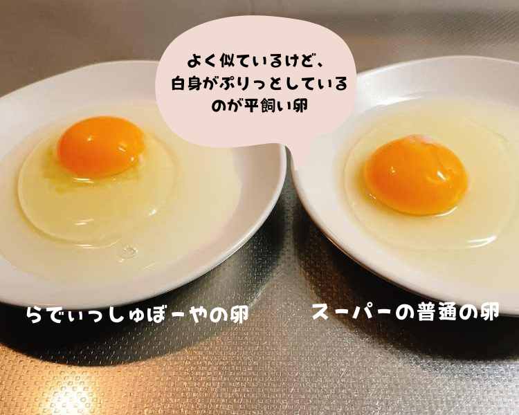 卵比較